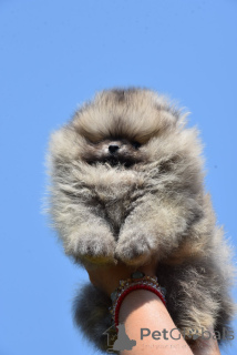 Foto №3. Pommerianische Boo -Welpen. Serbien