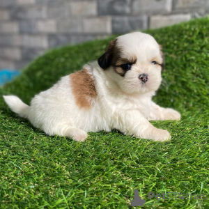 Foto №3. Smukke Shih Tzu-Hühner sind für viele Jahre alt. Dänemark