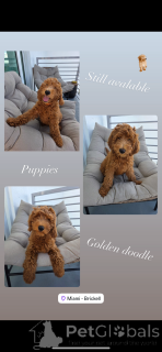 Foto №1. mischlingshund - zum Verkauf in der Stadt Miami | verhandelt | Ankündigung № 145241