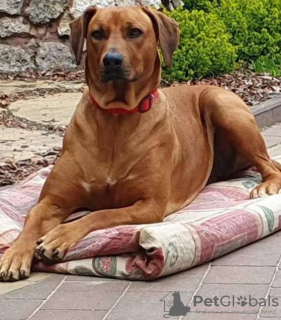 Foto №3. Rhodesian Ridgeback männlich ZKWP/FCI. Polen