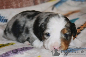 Foto №1. australian shepherd - zum Verkauf in der Stadt Sydney | verhandelt | Ankündigung № 123108