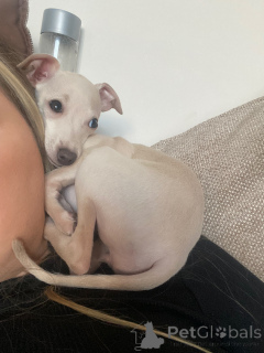 Foto №2 zu Ankündigung № 154046 zu verkaufen italienisches windspiel - einkaufen Deutschland quotient 	ankündigung