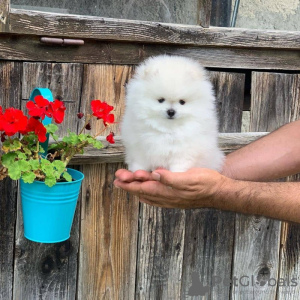 Foto №2 zu Ankündigung № 107832 zu verkaufen pommersche spitz - einkaufen Deutschland quotient 	ankündigung