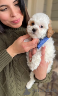 Foto №4. Ich werde verkaufen cavalier king charles spaniel in der Stadt Măgurele. züchter - preis - verhandelt