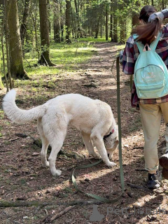 Foto №3. Ein sehr schöner, freundlicher Hund Umka sucht ein Zuhause und eine Familie. Russische Föderation