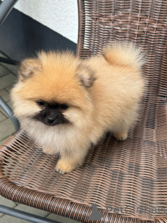 Foto №1. deutsche spitze - zum Verkauf in der Stadt Neuwied | verhandelt | Ankündigung № 140115