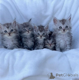 Foto №1. maine-coon-katze - zum Verkauf in der Stadt Saskatoon | 531€ | Ankündigung № 140162