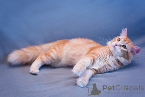 Zusätzliche Fotos: Entzückende Katze Ryzhik in guten Händen