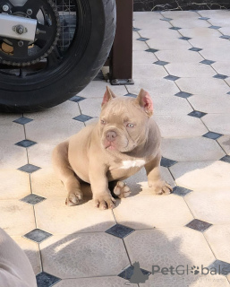 Foto №2 zu Ankündigung № 137877 zu verkaufen american bully - einkaufen USA quotient 	ankündigung