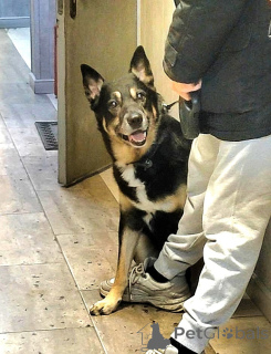 Foto №1. mischlingshund - zum Verkauf in der Stadt Москва | Frei | Ankündigung № 139153