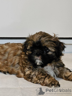 Foto №2 zu Ankündigung № 82237 zu verkaufen shih tzu - einkaufen USA quotient 	ankündigung