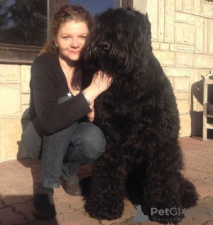Foto №1. russischer schwarzer terrier - zum Verkauf in der Stadt Rzeszów | 2000€ | Ankündigung № 78120