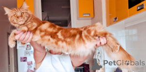 Foto №2 zu Ankündigung № 134980 zu verkaufen maine-coon-katze - einkaufen Russische Föderation züchter