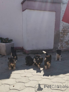 Foto №3. Amerikanische Akita-Welpen. Serbien