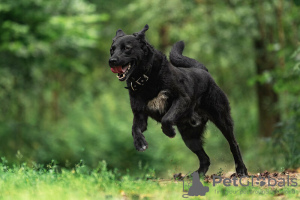 Zusätzliche Fotos: Der schwarze Held Max ist in guten Händen