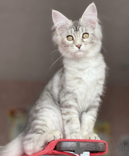 Foto №2 zu Ankündigung № 163471 zu verkaufen maine-coon-katze - einkaufen Deutschland züchter