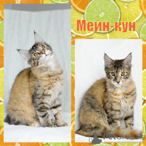 Foto №4. Ich werde verkaufen maine-coon-katze in der Stadt Kemerovo. züchter - preis - verhandelt