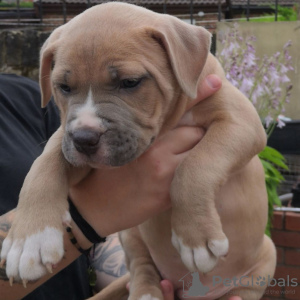 Foto №2 zu Ankündigung № 46205 zu verkaufen american bulldog - einkaufen Niederlande quotient 	ankündigung