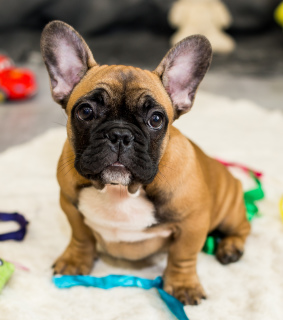 Foto №3. Junge der französischen Bulldogge für Verkauf. Ukraine