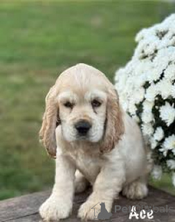 Foto №2 zu Ankündigung № 166103 zu verkaufen english cocker spaniel - einkaufen Großbritannien quotient 	ankündigung, züchter