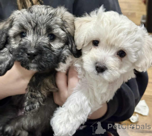 Foto №1. maltipu - zum Verkauf in der Stadt Berlin | 900€ | Ankündigung № 149825