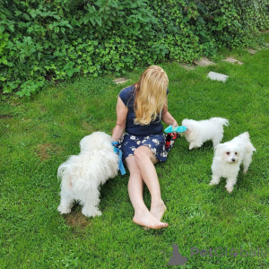 Foto №1. malteser - zum Verkauf in der Stadt Charlotte Amalie | 425€ | Ankündigung № 139127