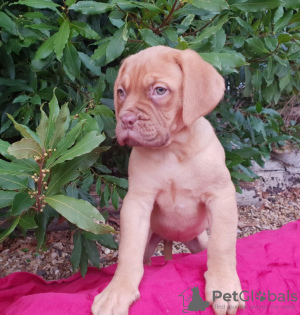 Foto №2 zu Ankündigung № 36077 zu verkaufen dogue de bordeaux - einkaufen Litauen quotient 	ankündigung