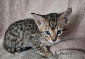 Foto №1. savannah-katze - zum Verkauf in der Stadt Przework | 350€ | Ankündigung № 178694