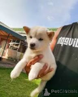 Foto №3. Der Kauf des Shiba Inu-Welpen. Belgien