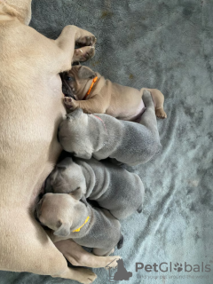 Foto №1. französische bulldogge - zum Verkauf in der Stadt Silver City | 521€ | Ankündigung № 108860