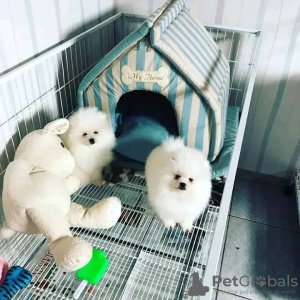 Foto №2 zu Ankündigung № 130581 zu verkaufen pommersche spitz - einkaufen Frankreich quotient 	ankündigung