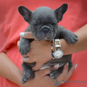 Foto №1. französische bulldogge - zum Verkauf in der Stadt Debrecen | verhandelt | Ankündigung № 92964