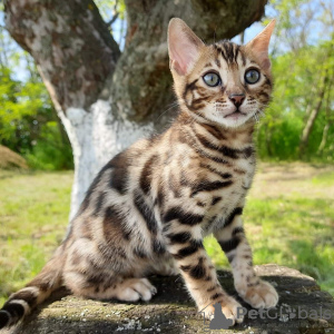 Foto №1. bengal katzenrasse - zum Verkauf in der Stadt Paris | 250€ | Ankündigung № 124267