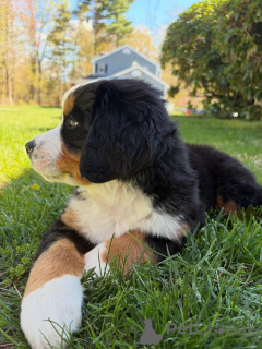 Foto №3. Berner Sennenhund-Welpen, große, flauschige Begleiter. Deutschland