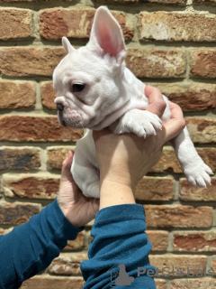 Foto №2 zu Ankündigung № 117870 zu verkaufen französische bulldogge - einkaufen Deutschland quotient 	ankündigung