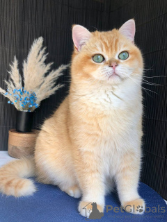 Foto №3. Der Brite Fedya sucht eine liebevolle Familie!. Ukraine