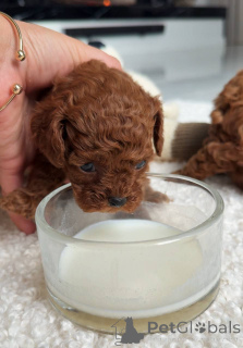 Foto №4. Ich werde verkaufen pudel (toy) in der Stadt Warschau. züchter - preis - verhandelt