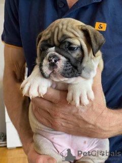 Zusätzliche Fotos: Englische Bulldogge