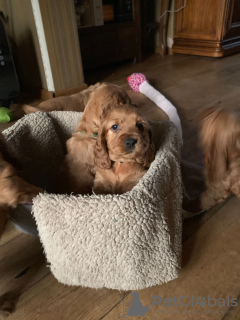 Zusätzliche Fotos: Gesunde American Cocker Spaniel-Welpen stehen jetzt zur Adoption zur Verfügung