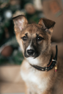Foto №2 zu Ankündigung № 4468 zu verkaufen mischlingshund - einkaufen Russische Föderation quotient 	ankündigung