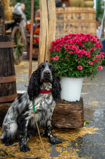 Foto №4. Ich werde verkaufen english cocker spaniel in der Stadt Chisinau. züchter - preis - 200€