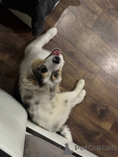 Foto №2 zu Ankündigung № 153959 zu verkaufen australian shepherd - einkaufen Weißrussland quotient 	ankündigung, vom kindergarten, züchter