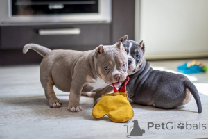 Foto №2 zu Ankündigung № 147459 zu verkaufen american bully - einkaufen Deutschland quotient 	ankündigung
