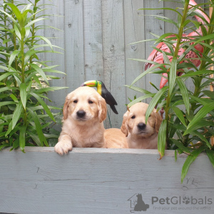 Foto №1. golden retriever - zum Verkauf in der Stadt Berlin | Frei | Ankündigung № 115951