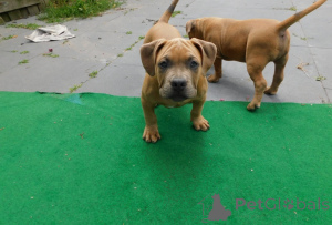 Foto №1. american bulldog - zum Verkauf in der Stadt Deerlijk | 850€ | Ankündigung № 172626