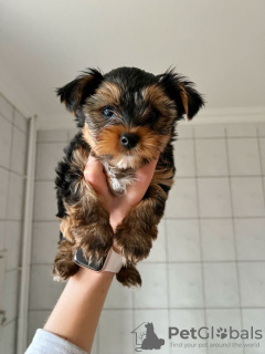 Foto №2 zu Ankündigung № 42251 zu verkaufen yorkshire terrier - einkaufen Deutschland quotient 	ankündigung