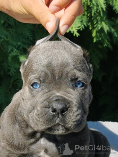 Foto №3. CANE CORSO puppies. Serbien