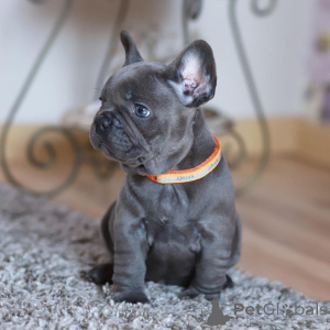 Foto №1. französische bulldogge - zum Verkauf in der Stadt Deutsch-wagram | verhandelt | Ankündigung № 168313