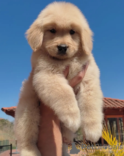 Foto №1. golden retriever - zum Verkauf in der Stadt Paris | verhandelt | Ankündigung № 85100