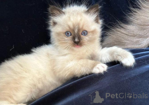 Foto №2 zu Ankündigung № 176226 zu verkaufen ragdoll-katze - einkaufen Großbritannien quotient 	ankündigung